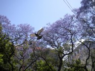 jacarandá