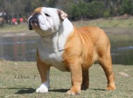 bulldog inglés