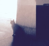 gato montevideo
