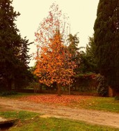 otoño Pueblo Esther